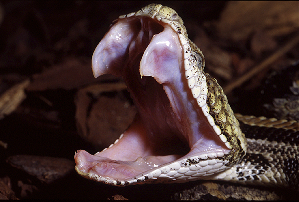 snake